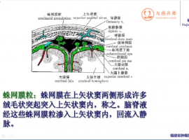 脑膜转移症状相关——学习笔记