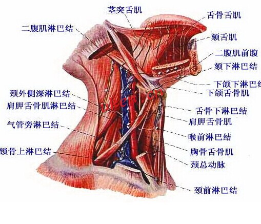 淋巴分布